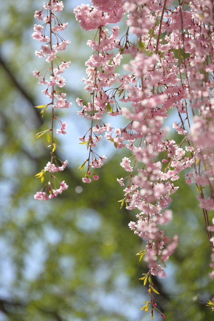 しだれ桜　～天空の庭 高見の郷Ⅱ～