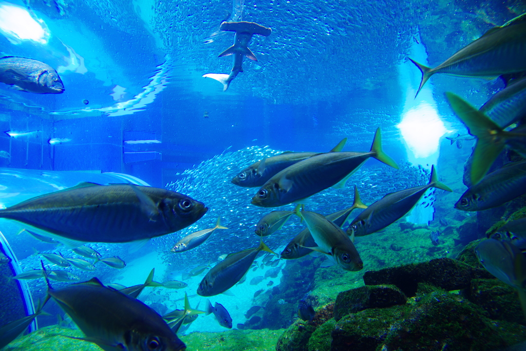 九十九島水族館　海きらら