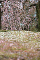 梅の滝と花筏のように