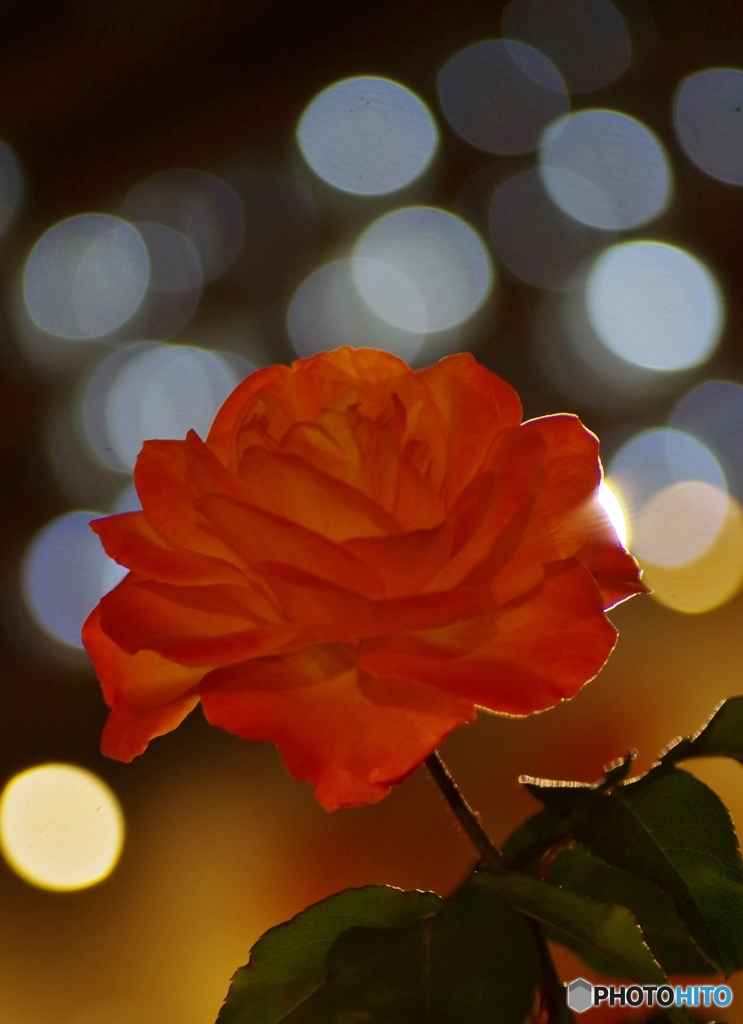夜薔薇