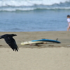 海カラス