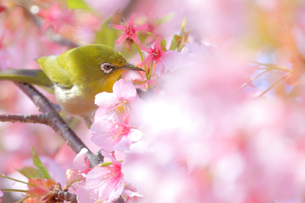 春のごちそう