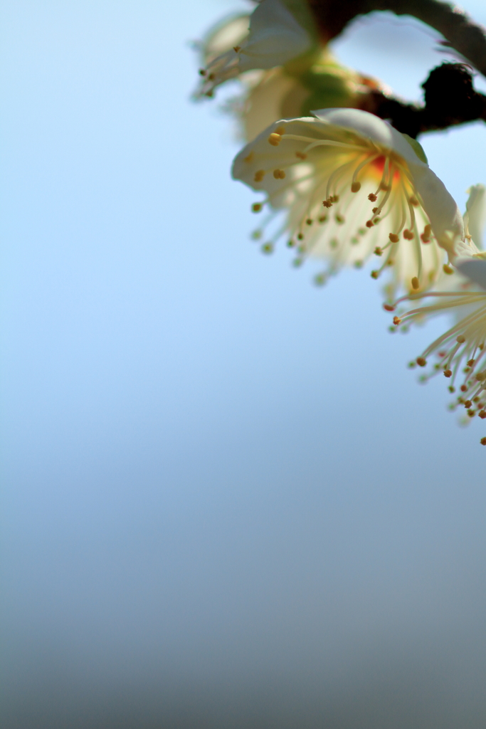 妖花　～山田池公園梅園Ⅲ～