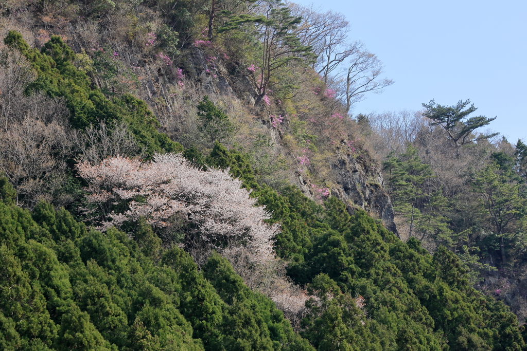 岩壁に咲く　～屏風岩公苑Ⅱ～