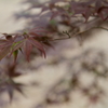 椛