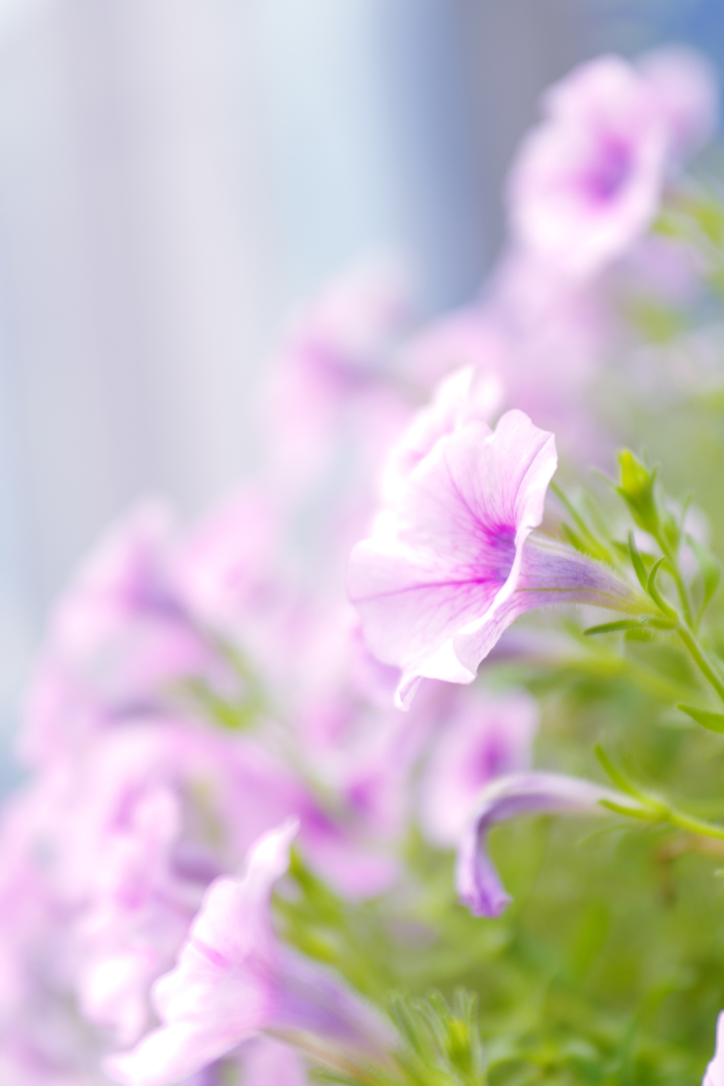 都会に咲く素敵な花達Ⅱ　～西梅田あたり～