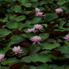 睡蓮Ⅰ