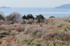 海の見える梅林　～綾部山梅林Ⅰ～