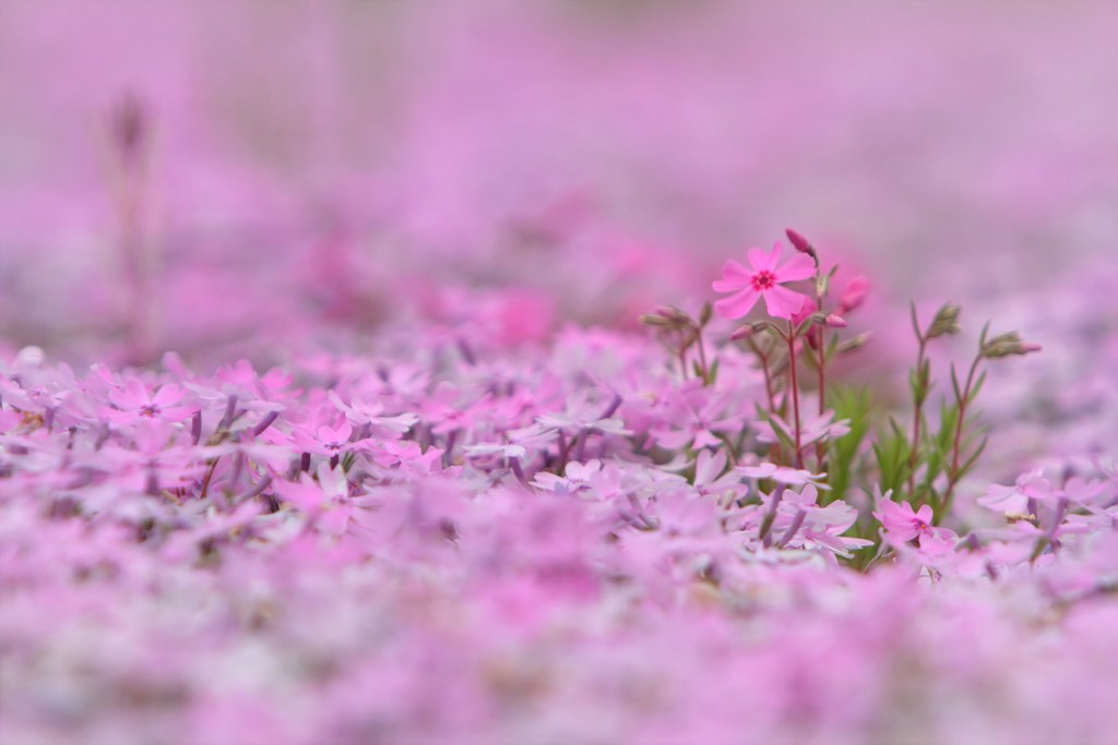 花のじゅうたん