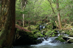 新緑の中で　～るり渓Ⅰ～