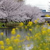穏やかな春Ⅱ