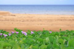 青い海と白い砂と愛らしい花と