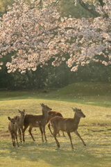 朝、桜と踊る。
