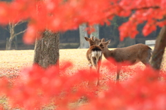 ふたりの世界　～奈良公園の秋～