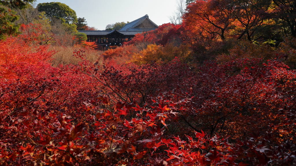 真紅の紅葉と通天橋