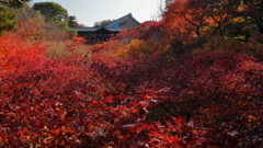 真紅の紅葉と通天橋