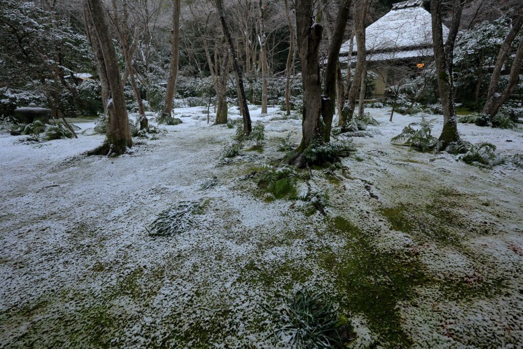 苔寺雪化粧