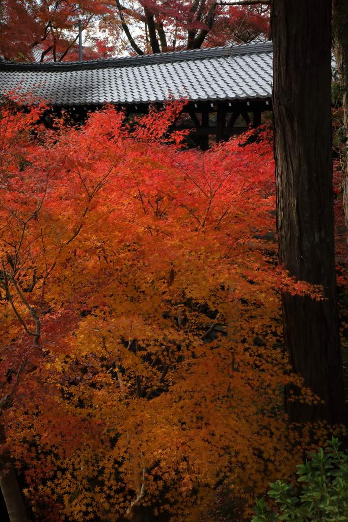 照紅葉