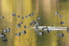 水鳥達