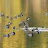 水鳥達