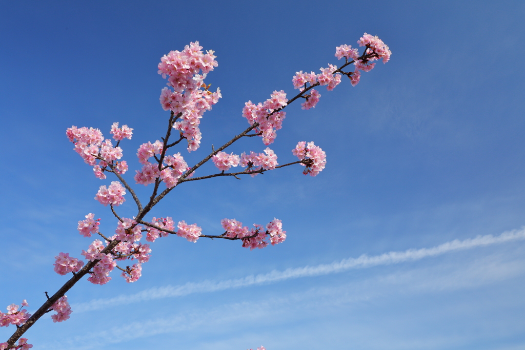 春空