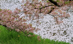 春色に染まる川　～奈良、佐保川の春景～
