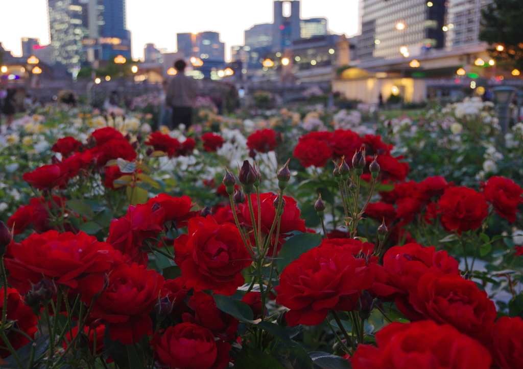 都会の薔薇Ⅱ