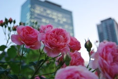 都会の薔薇Ⅰ