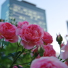都会の薔薇Ⅰ