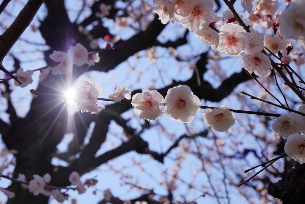 梅の花キラリ