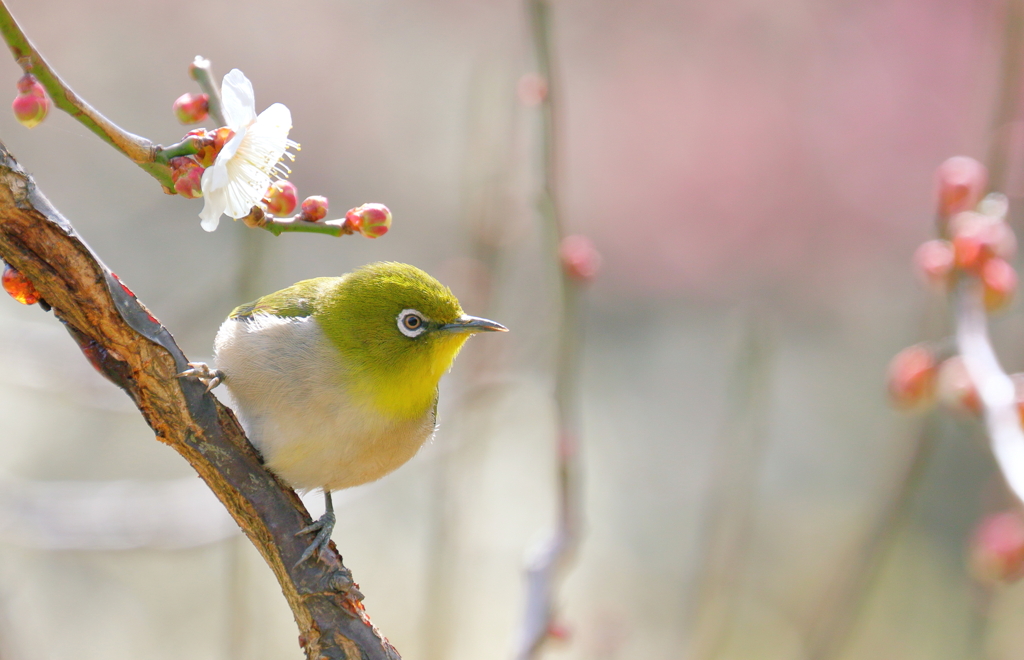 春陽に誘われて