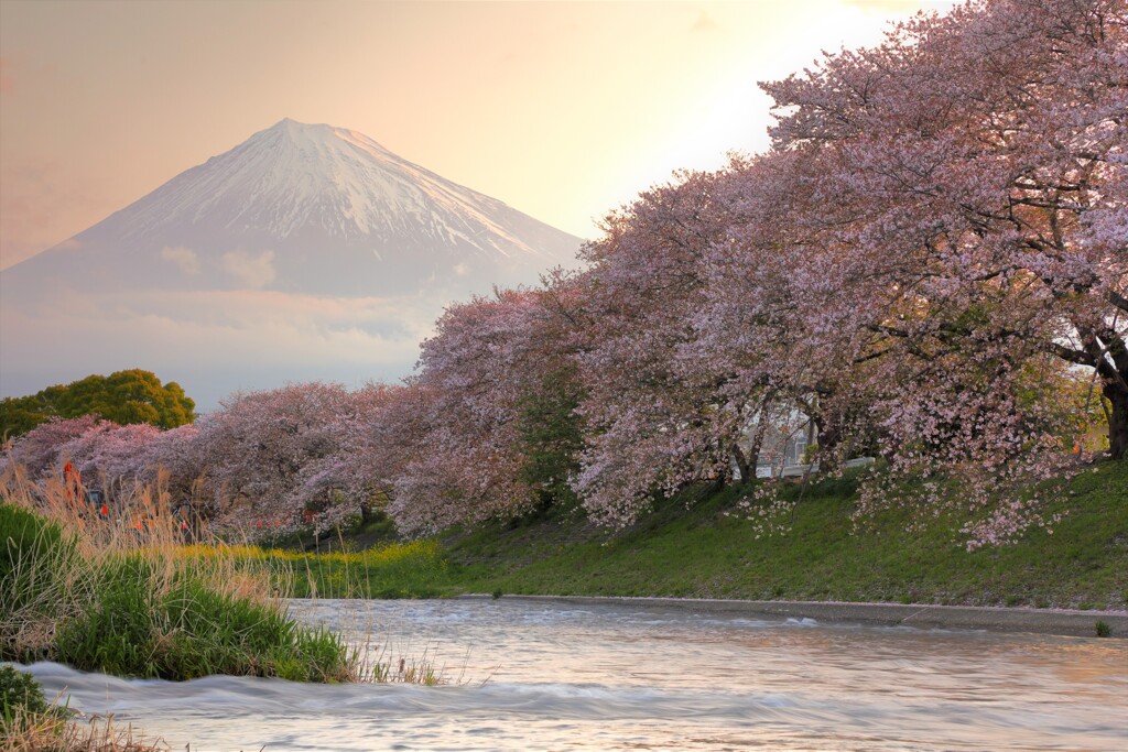 富士山と桜