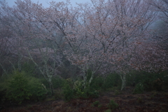 杜の桜