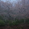 杜の桜