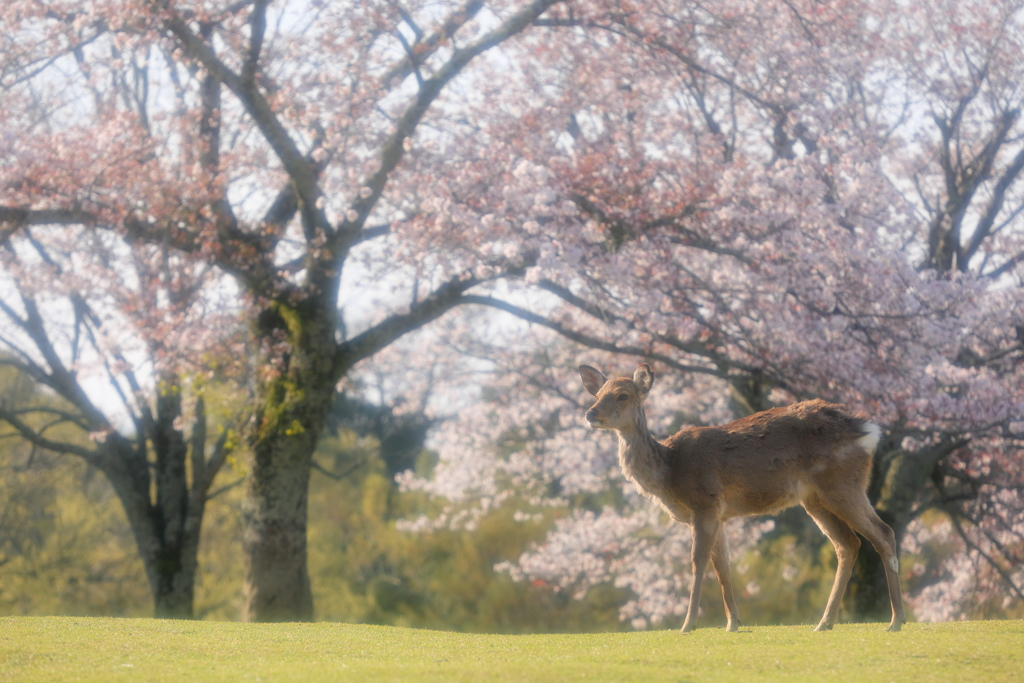 奈良公園の春