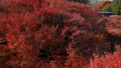 真紅の紅葉と臥雲橋