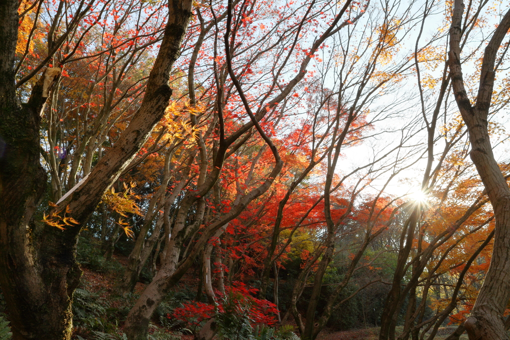 陽は傾き、秋深まる　～私市植物園の秋Ⅰ～