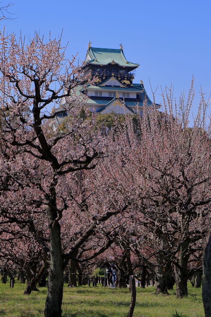 大阪春の陣