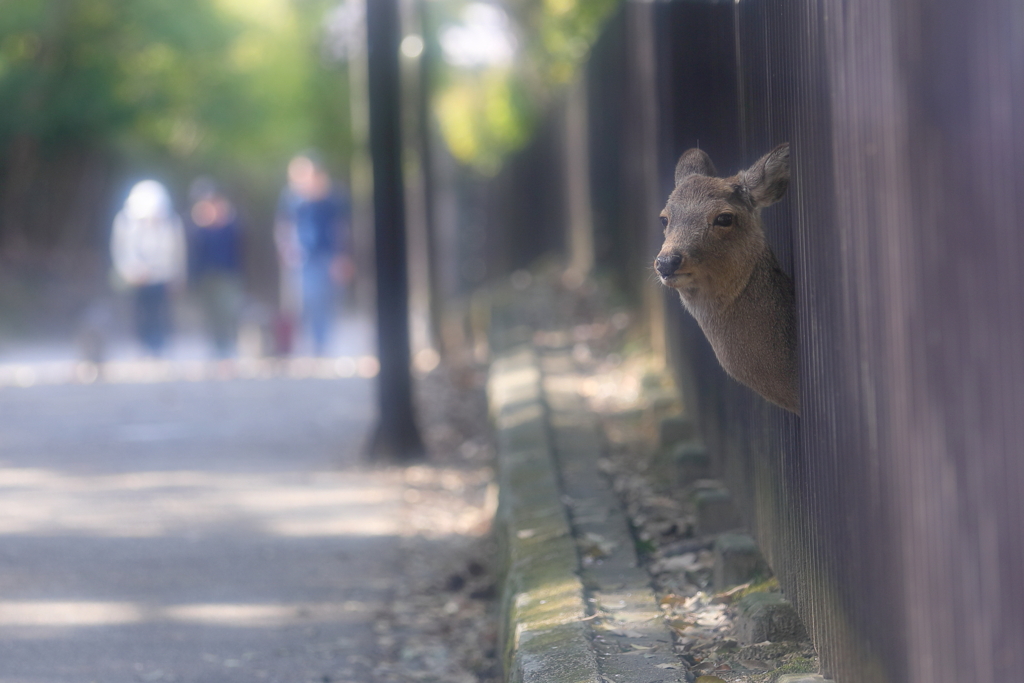 ひょっこりはん