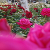 都会の花Ⅱ