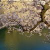 城の桜