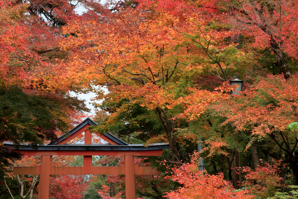 日吉大社　山王鳥居