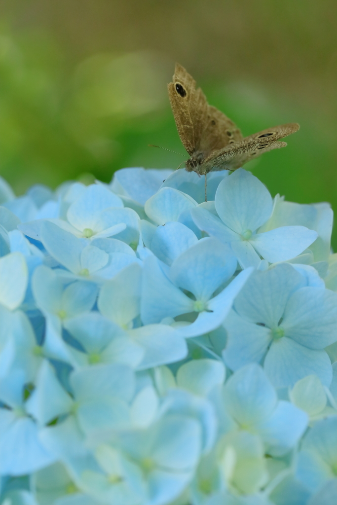 紫陽花と蝶