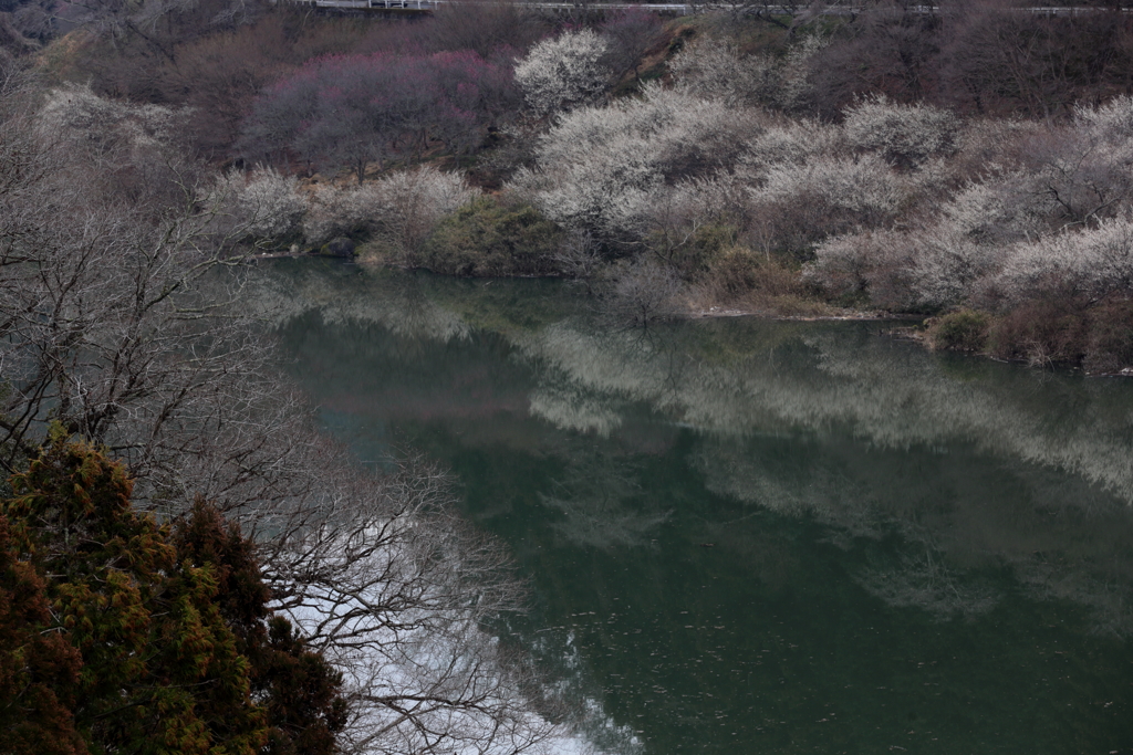 河畔の春