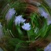 花と遊ぶⅤ