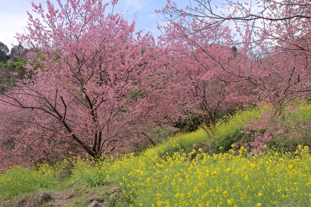 桑田山の雪割桜Ⅰ