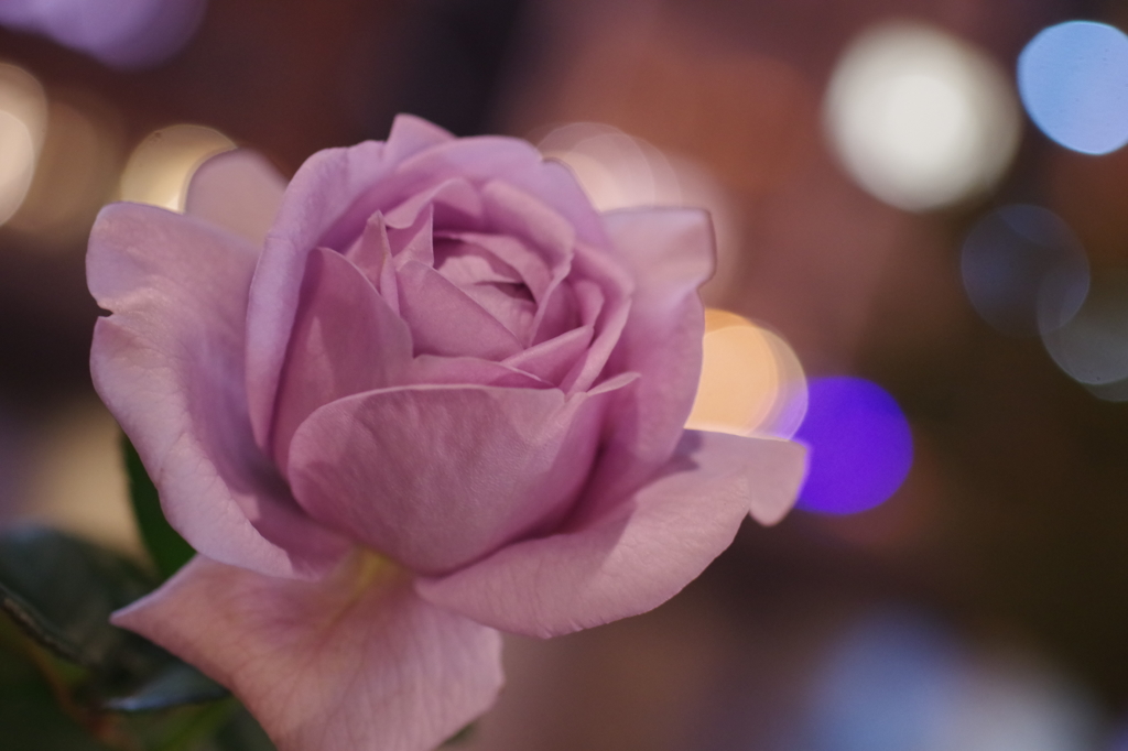 夜薔薇5