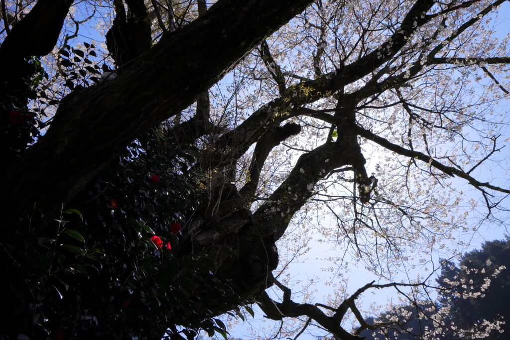 千年桜に住む椿