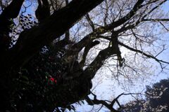 千年桜に住む椿