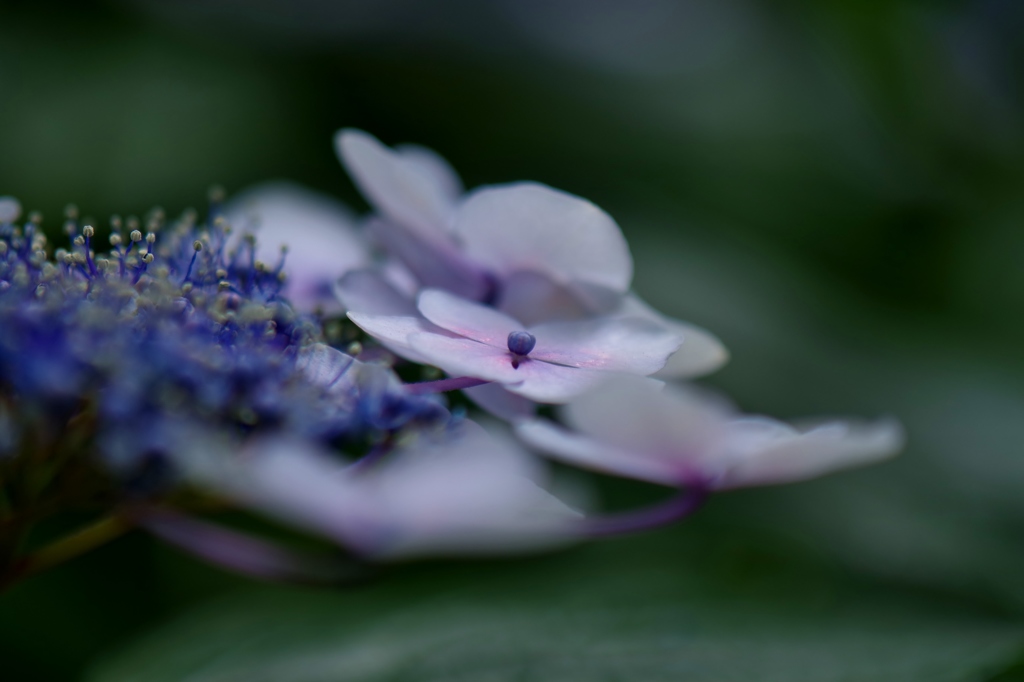 梅雨ですね。